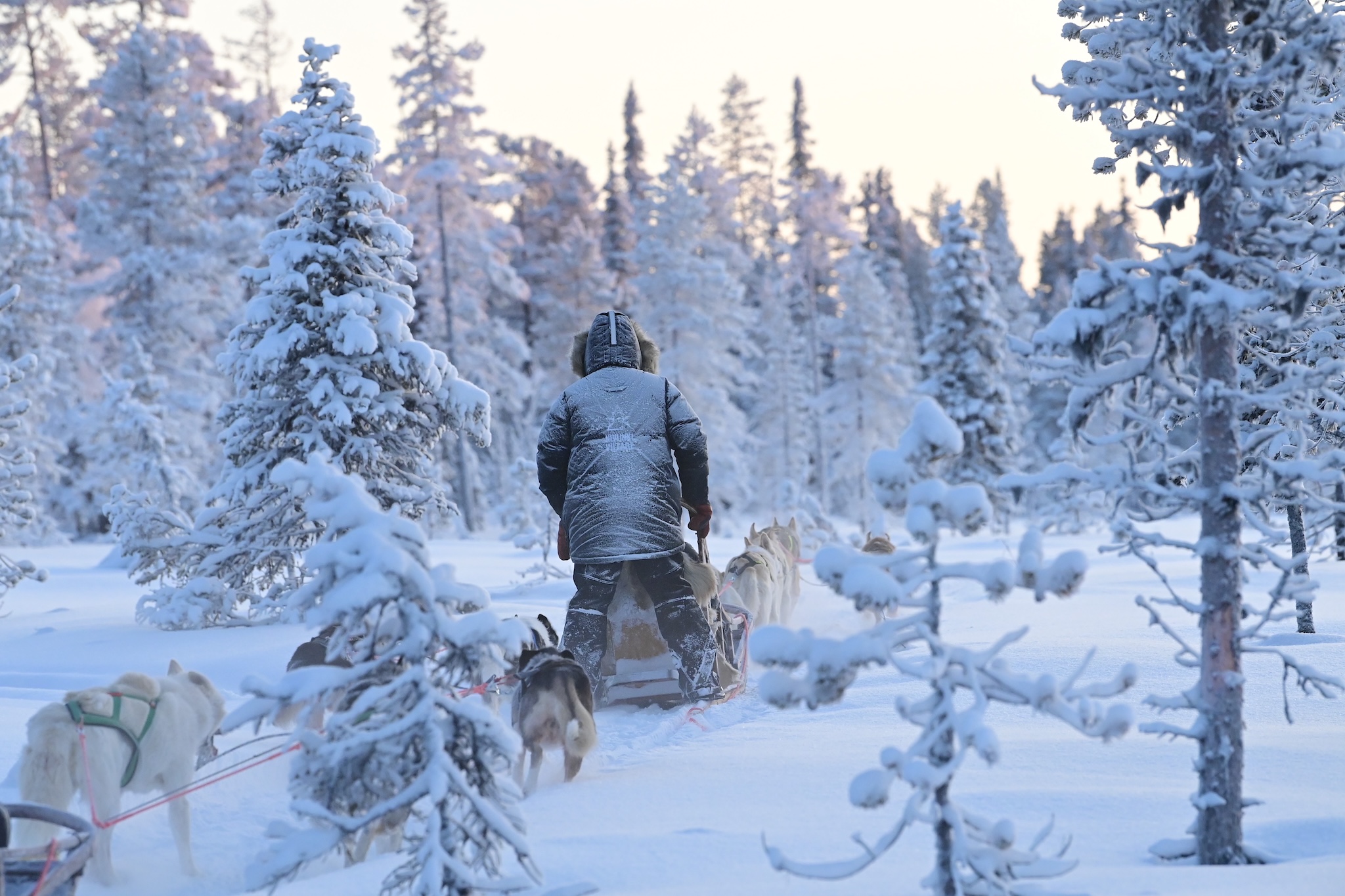 Half Day Husky Adventure